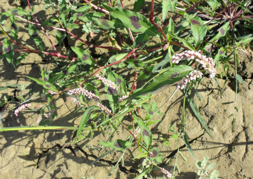 Persicaria cfr. lapathifolia